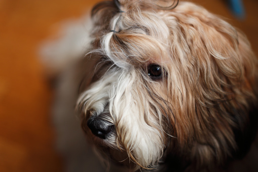 Havanese dog indoors in the living room close up photography.