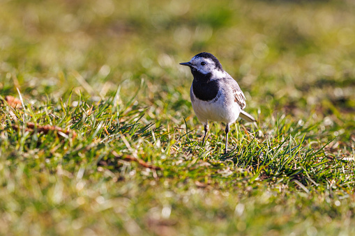 White wagtail on the ground a sunny day