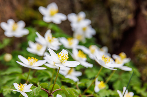 Wood Anemone (Anemonoides nemorosa) close up of blooming plants in spring sun. Wildlife scene of spring flowers in nature of Europe.