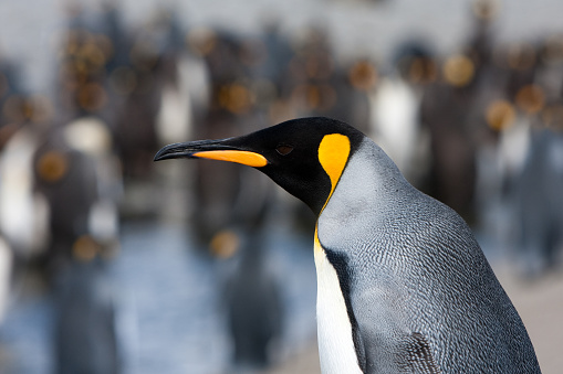 Photo of penguin from the side