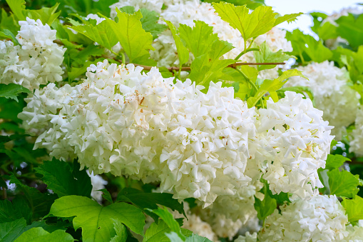 Blooming spring flowers. Large beautiful white balls of blooming Viburnum opulus Roseum (Boule de Neige). White Guelder Rose or Viburnum opulus Sterilis, Snowball Bush, European Snowball is a shrub.