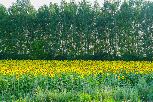 Beautiful sunflower in sunflowers field on summer with blue sky at Europe. Sunflowers cultivation.