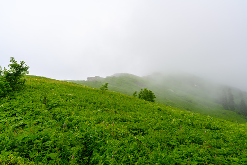 The heavy fog in the tropical mountian green forest.