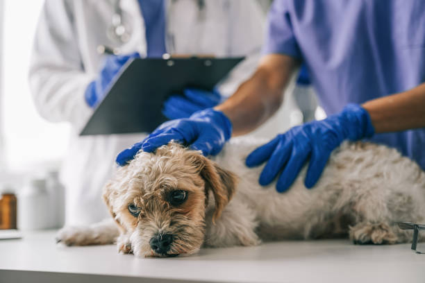 istock veterinarian and an assistant fill out a sick puppy history. 1478942935