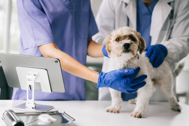 istock veterinarian and an assistant fill out a sick puppy history. 1478942938