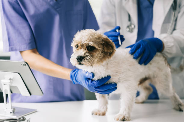 istock Veterinary laboratories - Injection dogs. 1478942950