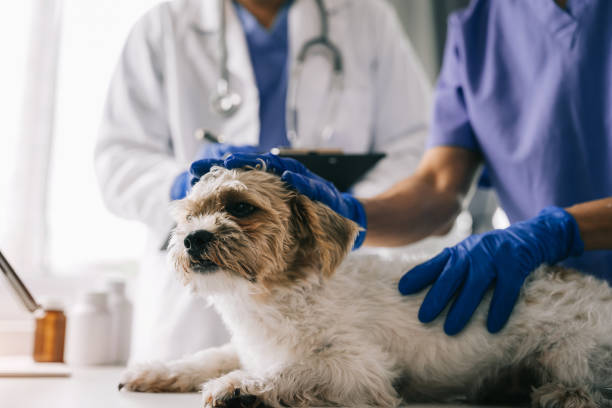 istock veterinarian and an assistant fill out a sick puppy history. 1478942955