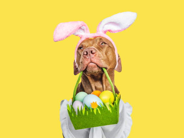 istock Lovable, pretty puppy and a basket of Easter eggs 1478946188