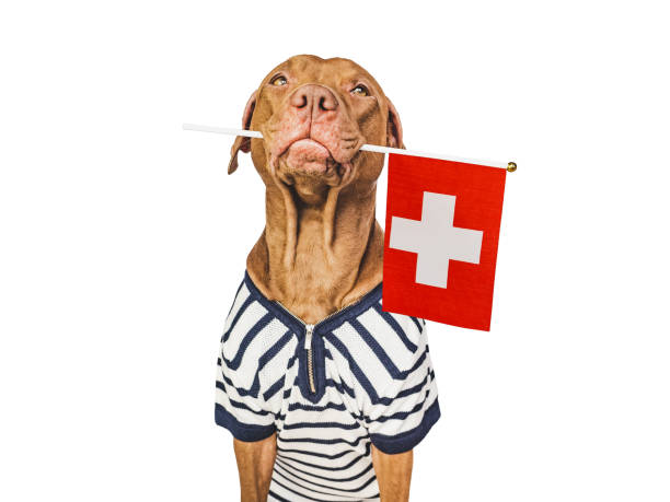 istock Charming, lovable brown puppy and Swiss cross 1478946246