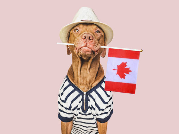 istock Charming, lovable brown puppy and Canadian flag 1478946394