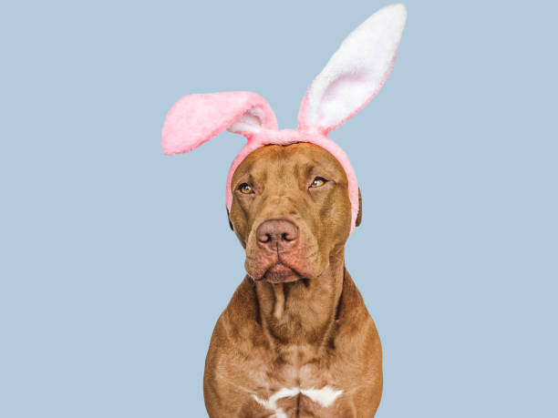 istock Lovable, pretty puppy and bunny ears. Close-up 1478946480