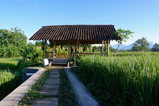 Photo of a hut in the bund of green rice fields ready to be harvested, morning in Yogyakarta, Indonesia