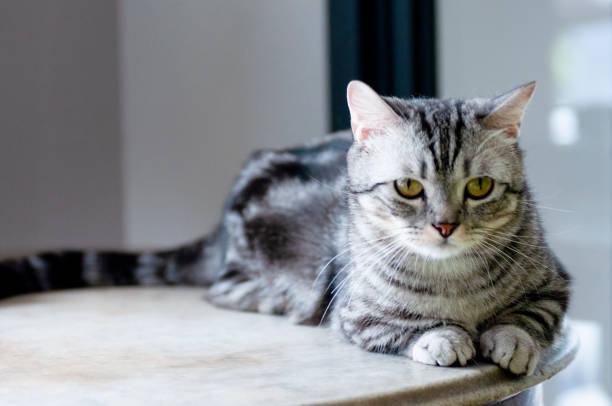 istock American Shorthair Tom Cat horizontal photo image 1478950787