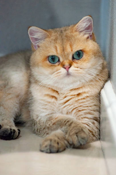 istock British Shorthair cat 1478950835