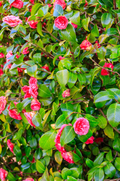 istock Beautiful blooming camellia tree in park 1478952631