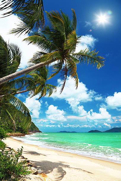 istock Coconut palms and beach in Thailand 147895363