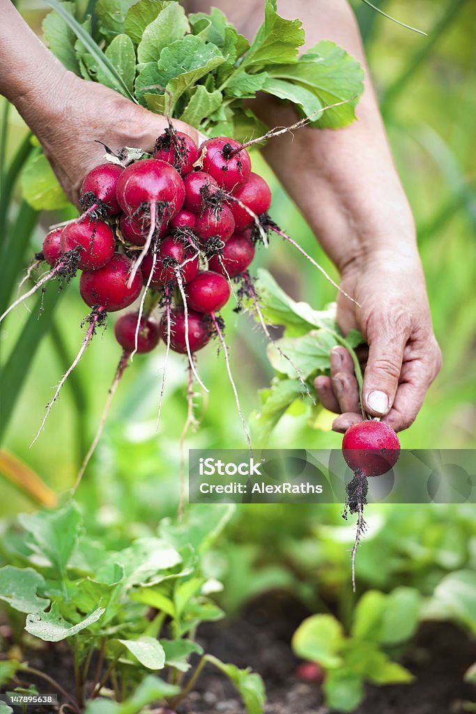 Colheita de legumes - Foto de stock de Adulto royalty-free