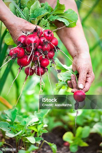 Foto de Colheita De Legumes e mais fotos de stock de Adulto - Adulto, Agricultor, Agricultura