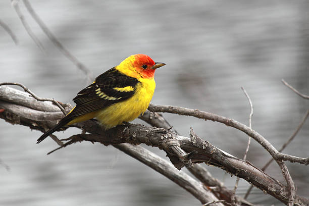 Western Tanager (Piranga ludoviciana) on a dead willow branch. The Western Tanager is a medium-sized American songbird. Their breeding habitat is coniferous or mixed woods across western North America from the Mexico-U.S. border as far north as southern Alaska. piranga ludoviciana stock pictures, royalty-free photos & images