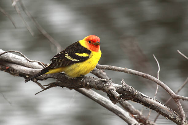 Western Tanager (Piranga ludoviciana) on a willow branch. The Western Tanager is a medium-sized American songbird. Their breeding habitat is coniferous or mixed woods across western North America from the Mexico-U.S. border as far north as southern Alaska. piranga ludoviciana stock pictures, royalty-free photos & images