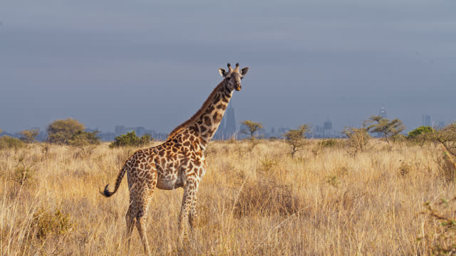 LS Giraffes walking in their natural habitat in Nairobi National Park