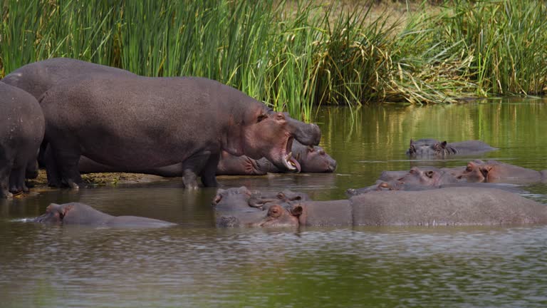 LS Hippopotamuses resting in a pond at their natural habitat in Nairobi National Park