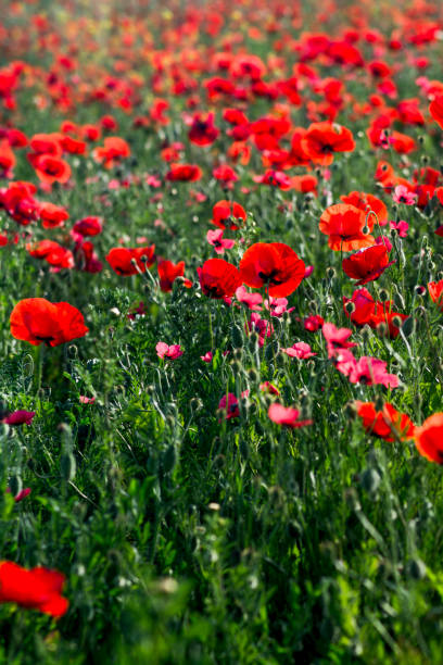 istock Poppy flower on a sunny spring day 1478962951