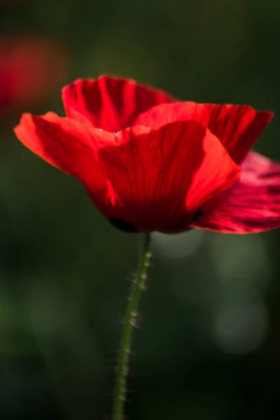 istock Poppy flower on a sunny spring day 1478963026