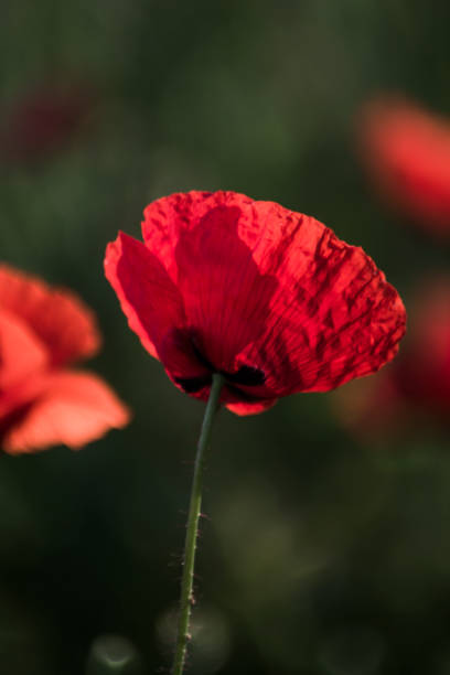 istock Poppy flower on a sunny spring day 1478963037