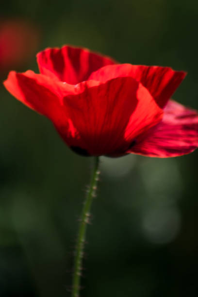 istock Poppy flower on a sunny spring day 1478964590