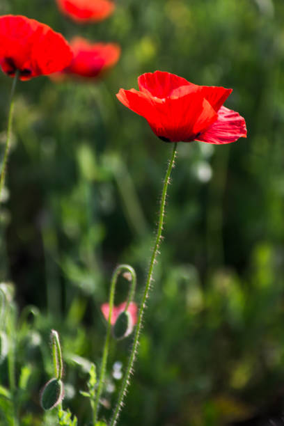 istock Poppy flower on a sunny spring day 1478964632