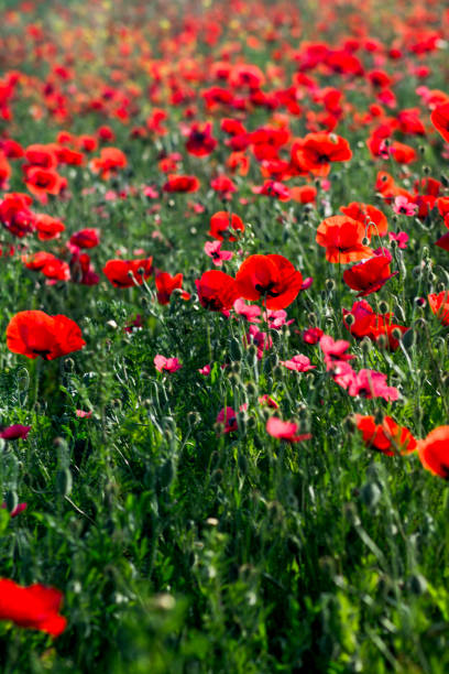 istock Poppy flower on a sunny spring day 1478964675