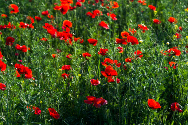 istock Poppy flower on a sunny spring day 1478964766