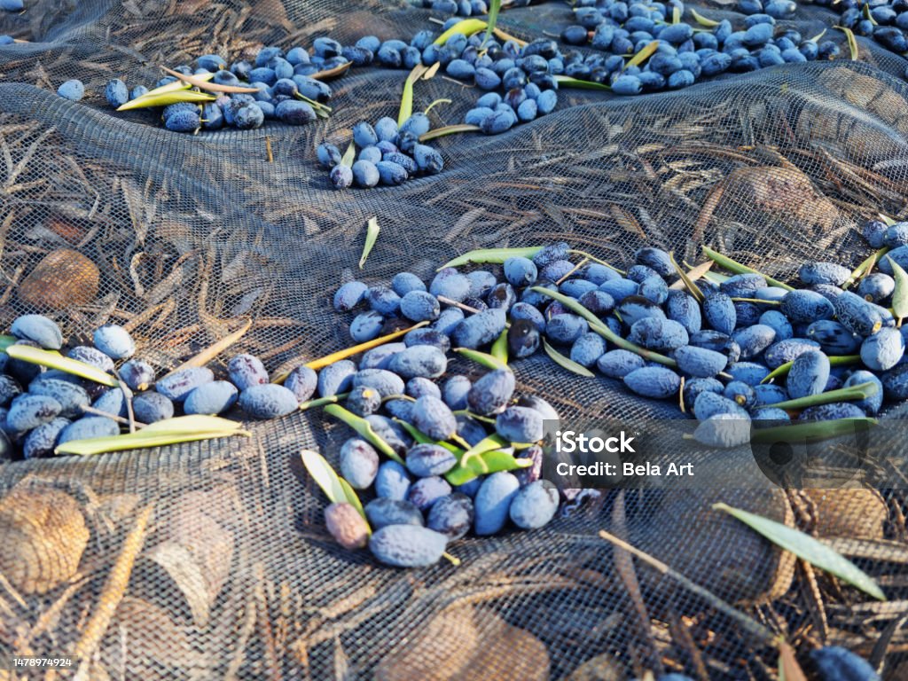 Harvest of olives, agriculture concept Agricultural Field Stock Photo