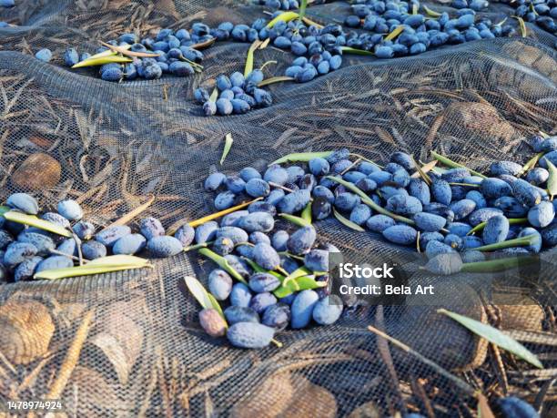 Harvest Of Olives Agriculture Concept Stock Photo - Download Image Now - Agricultural Field, Agriculture, Andalusia