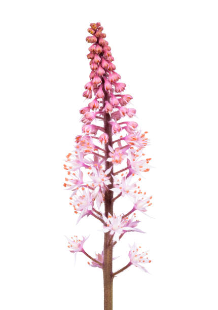 istock Isolated pink tiarella flower blossoms 1478975799