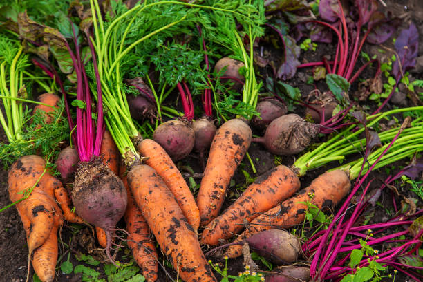 istock Harvest carrots and beets in the garden. Selective focus. 1478976004