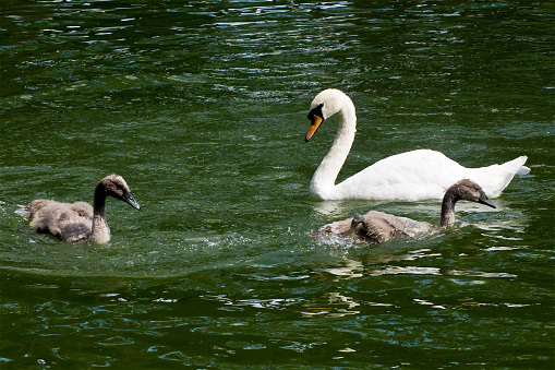 Image of swan with chicks swim together in the lake