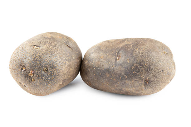 istock Two purple potatoes not cut. Isolated on white background. 1478978315