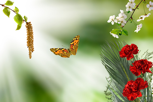 image of flowers on a blurry green background and a flying butterfly and a branch of a blossoming cherry tree