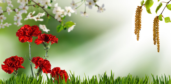 image of flowers on a blurry green background and a branch of a blossoming cherry tree