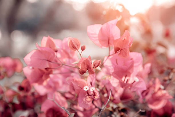 istock Blooming light pink bougainvillea. 1478978390