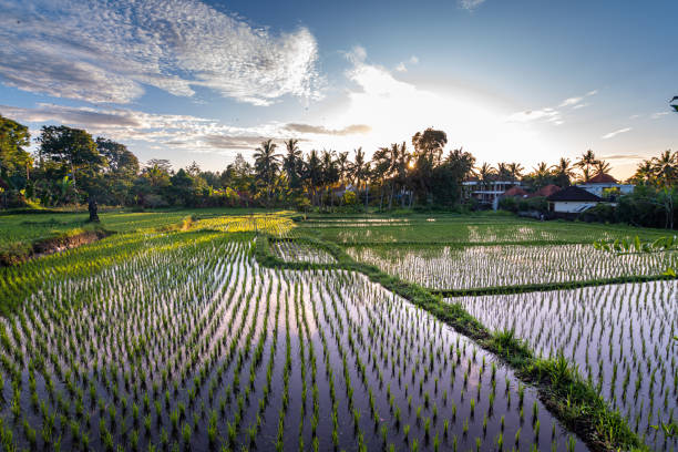 countryside areas of bali island are surrounded by rice field terraces panoramic view of rice terrace field located close to ubud city, indonesia jatiluwih rice terraces stock pictures, royalty-free photos & images