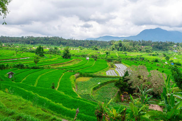 countryside areas of bali island are surrounded by rice field terraces panoramic view of rice terrace field in bali, indonesia jatiluwih rice terraces stock pictures, royalty-free photos & images