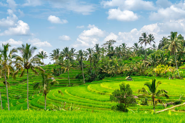 countryside areas of bali island are surrounded by rice field terraces panoramic view of famous jatiluwih rice terrace field in north of bali island jatiluwih rice terraces stock pictures, royalty-free photos & images