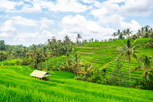 countryside areas of bali island are surrounded by rice field terraces panoramic view of famous jatiluwih rice terrace field in north of bali island jatiluwih rice terraces stock pictures, royalty-free photos & images