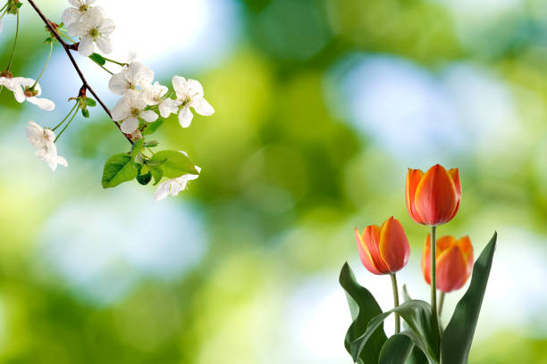 image of flowers on a blurry green background and a branch of a blossoming cherry tree