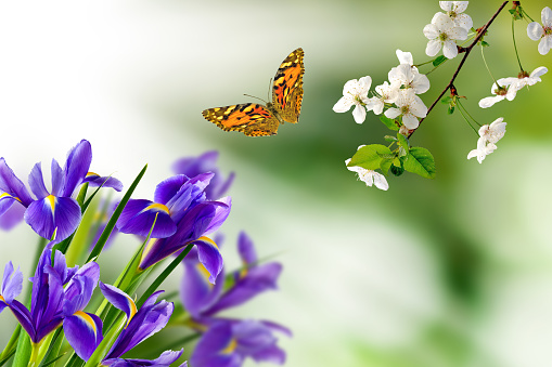image of flowers on a blurry green background and a flying butterfly and a branch of a blossoming cherry tree