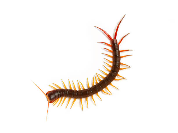 istock centipede (Scolopendra sp.) Giant centipede isolated on white background. 1478985986