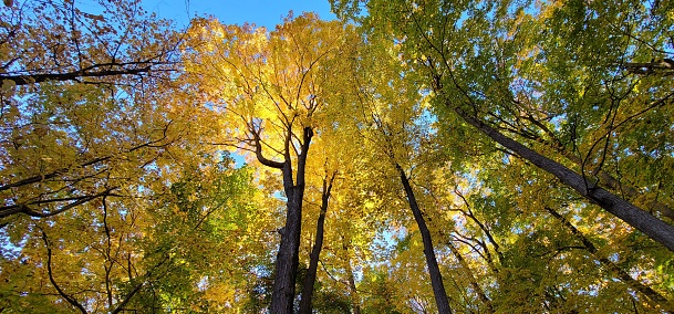 A low-angle shot of autumn-colored trees with a background of a blue sky